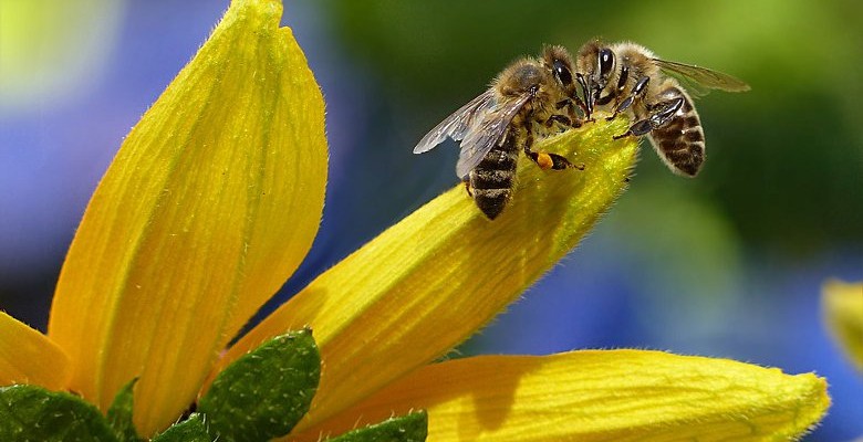 Apiculture : des solutions pour soutenir la production de miel